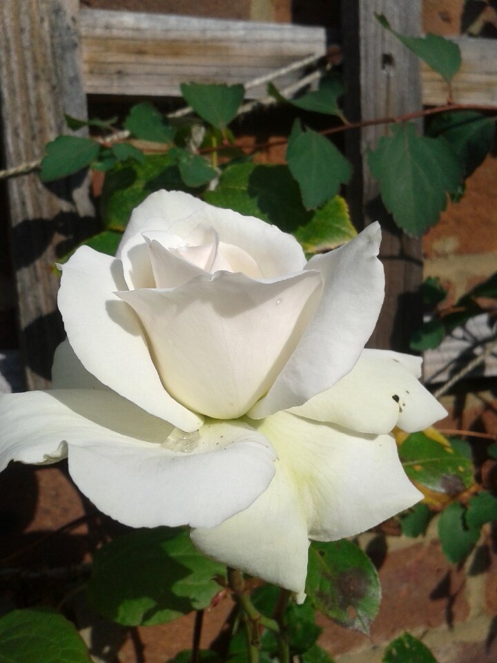 White rose floral flower