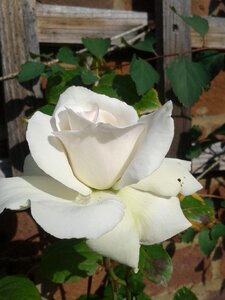 White rose floral flower