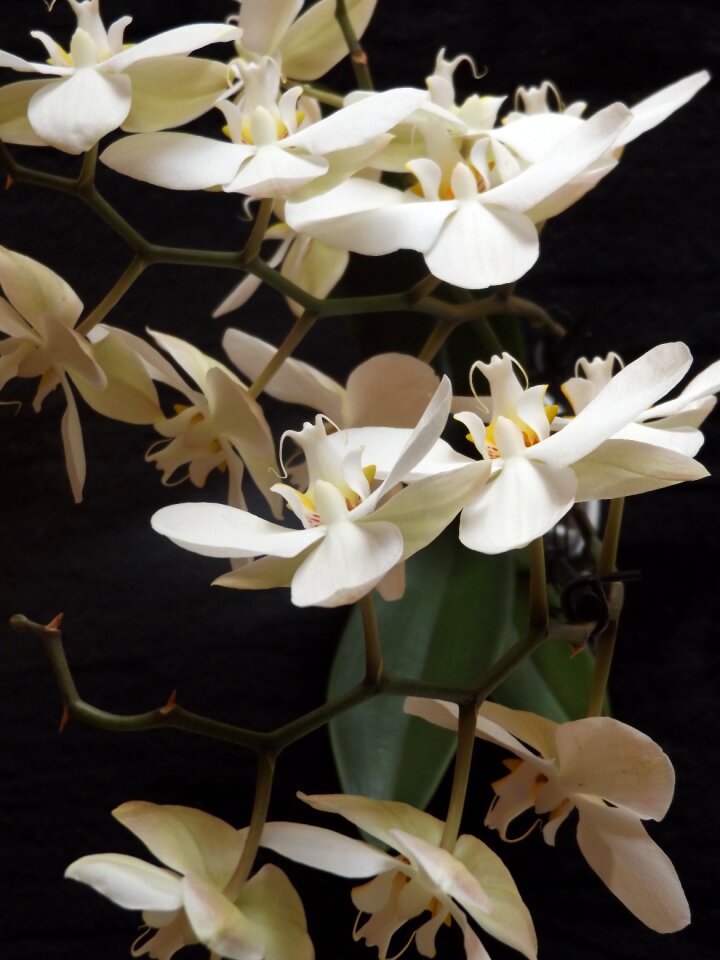 Nature flowering plant