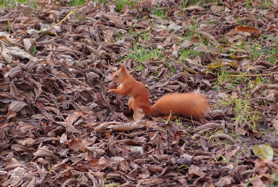 Rodent animals living nature