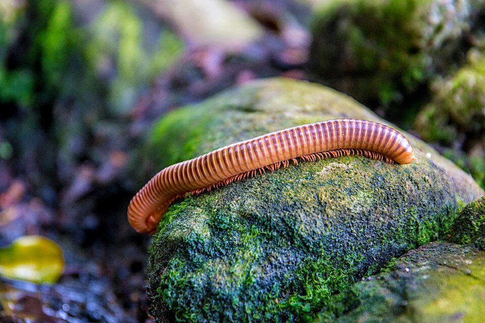 Kingkue inhabited a hundred legs