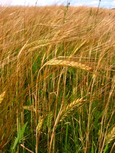 Agriculture harvest farming photo