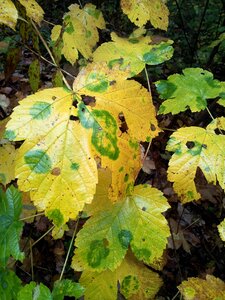 Fall foliage fall color golden autumn