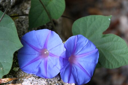 Nature wild flower plant photo