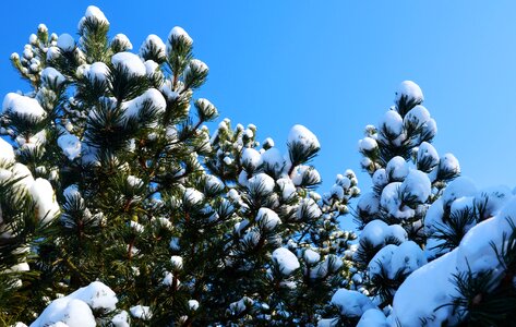 Trees pine winter photo