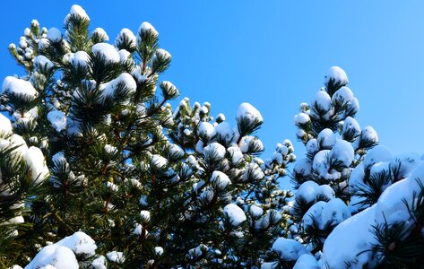 Trees pine winter