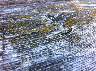 Tree moss wood surface photo