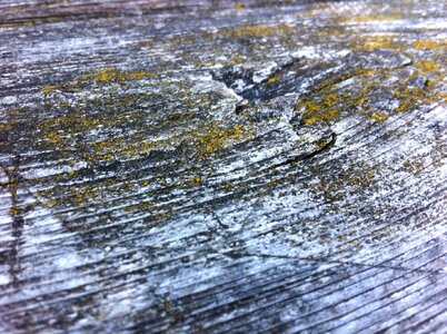 Tree moss wood surface