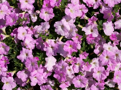 Petunia purple photo