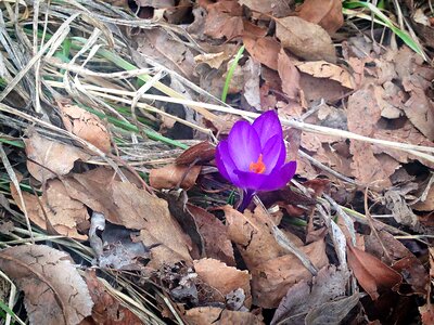 Nature season blossom