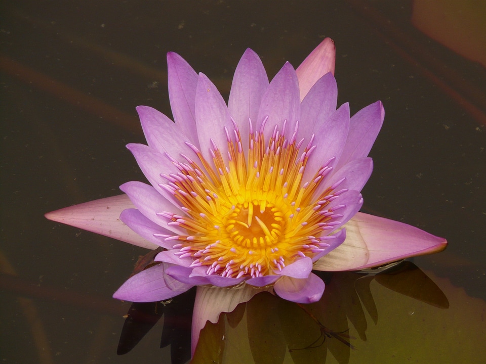 Bloom purple flower