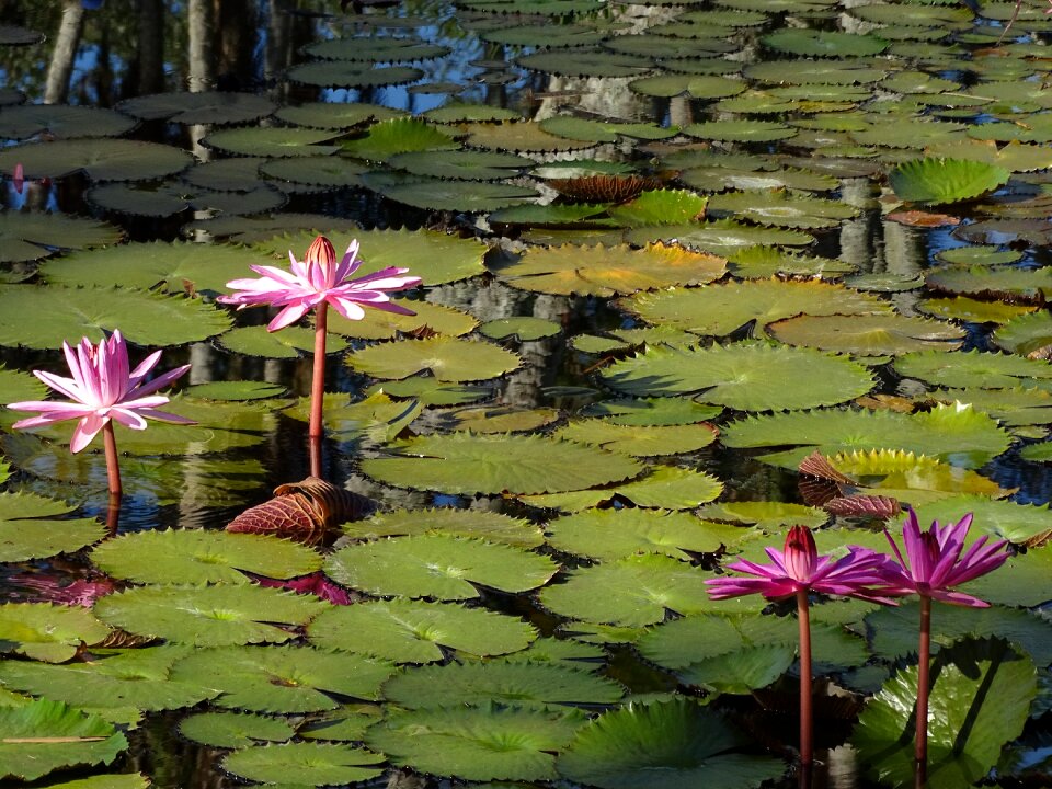 Nature water blossom