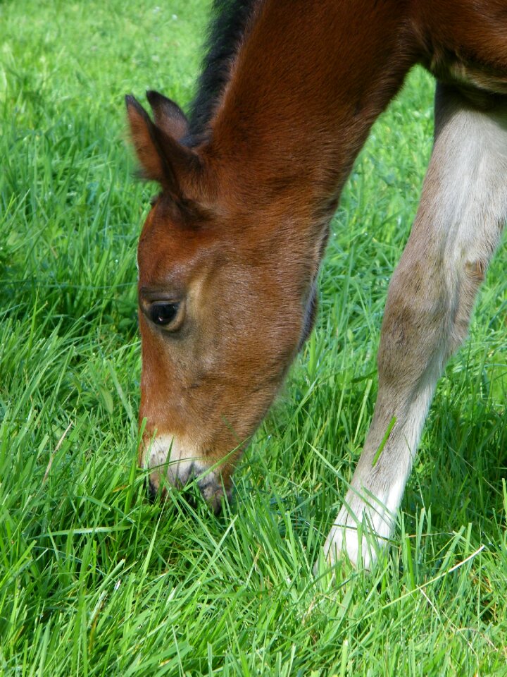 Foal filly horse