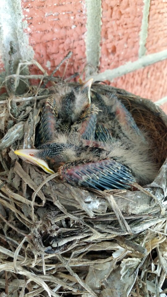 Nest nature birds