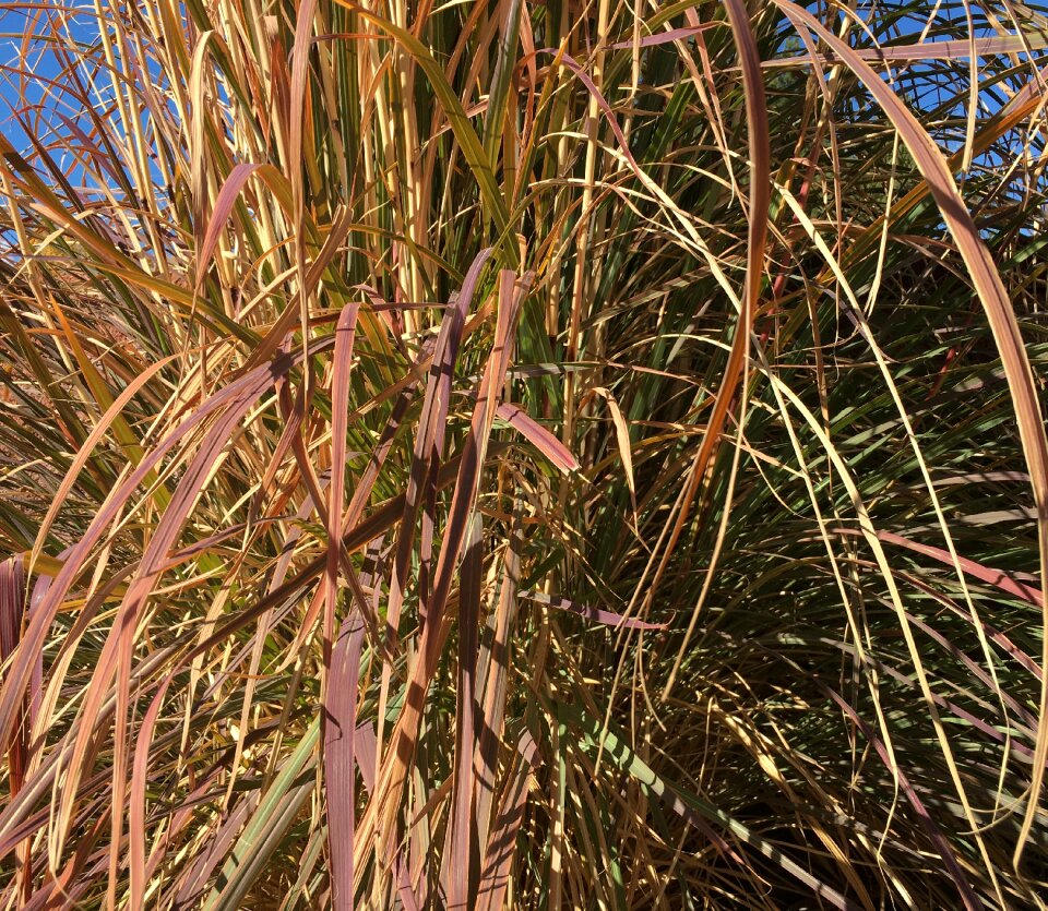 Nature garden texture