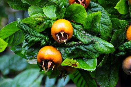 Tree edible leaves