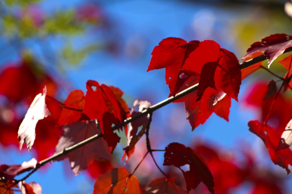 Autumn season nature photo