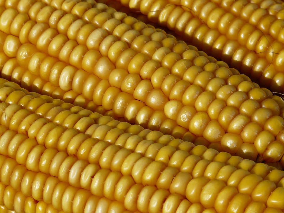 Plant yellow golden