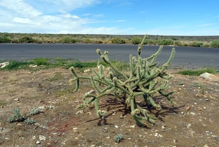 Mojave flora grand canyon