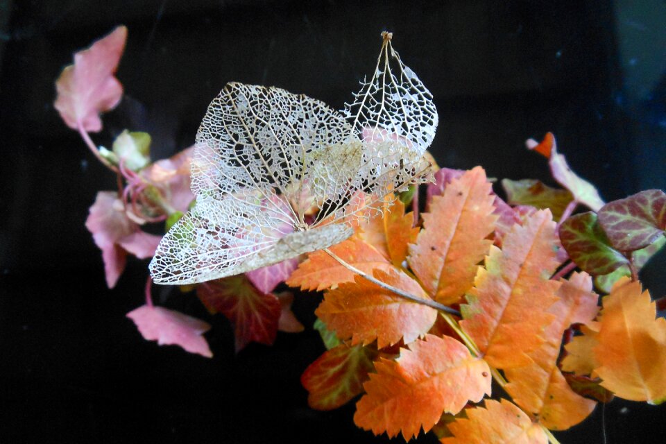Autumn nature leaves