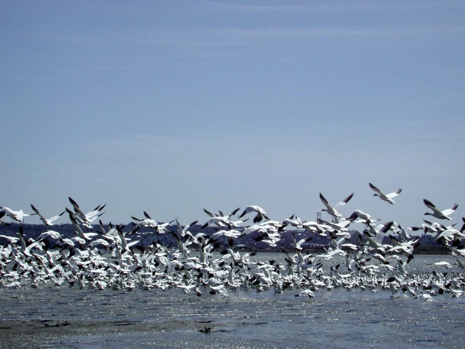 Wild geese flight river