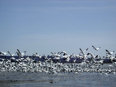 Wild geese flight river photo