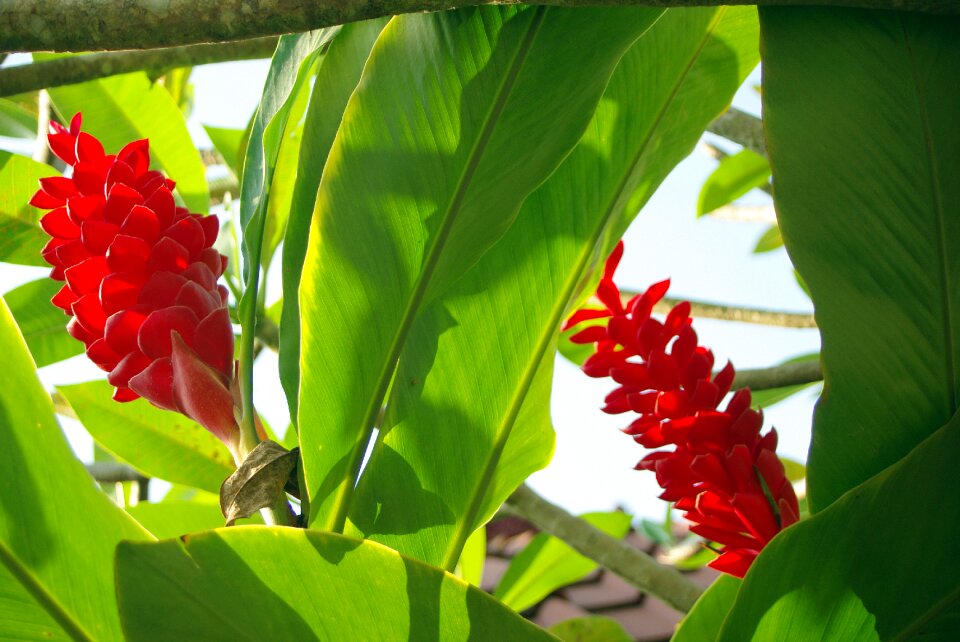 Wild flower exotic flower red