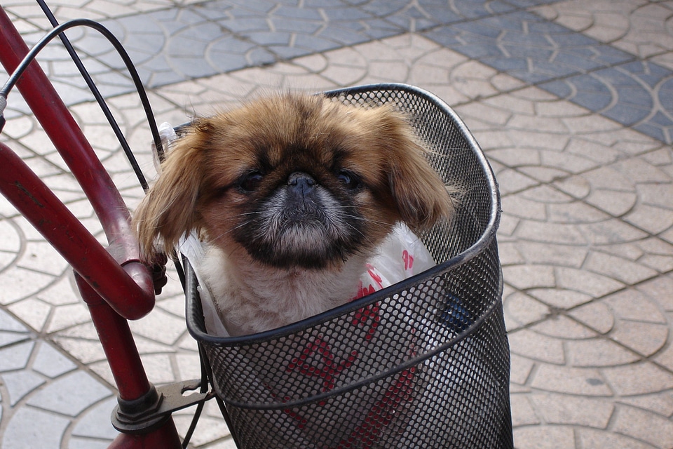 Dog pekinese animal