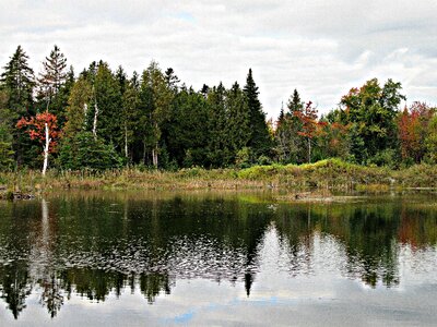 Evergreens lake pond
