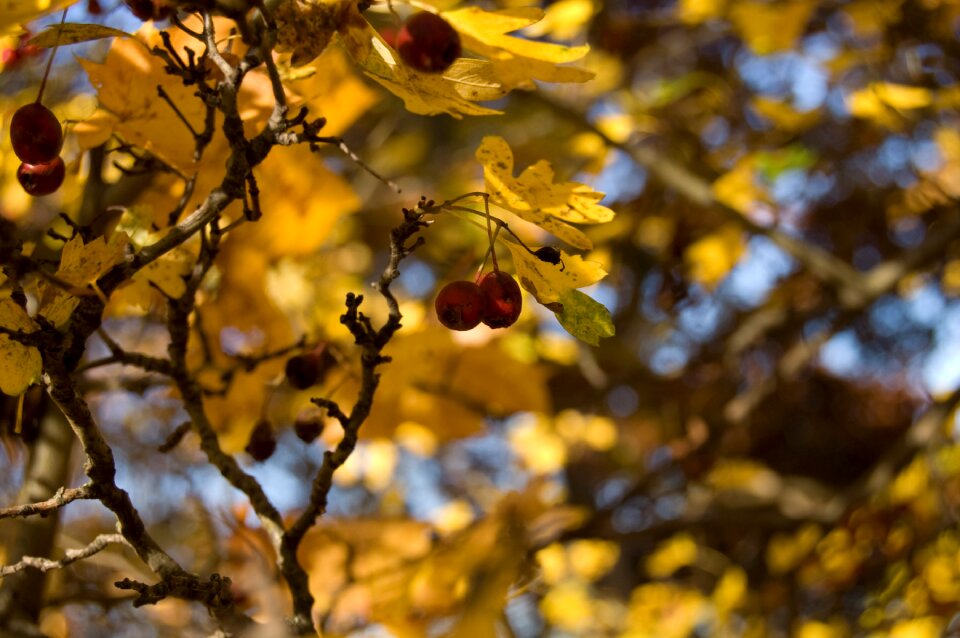Nature forest fruits