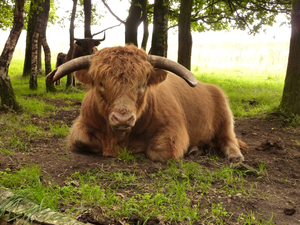 Animal landscape cows