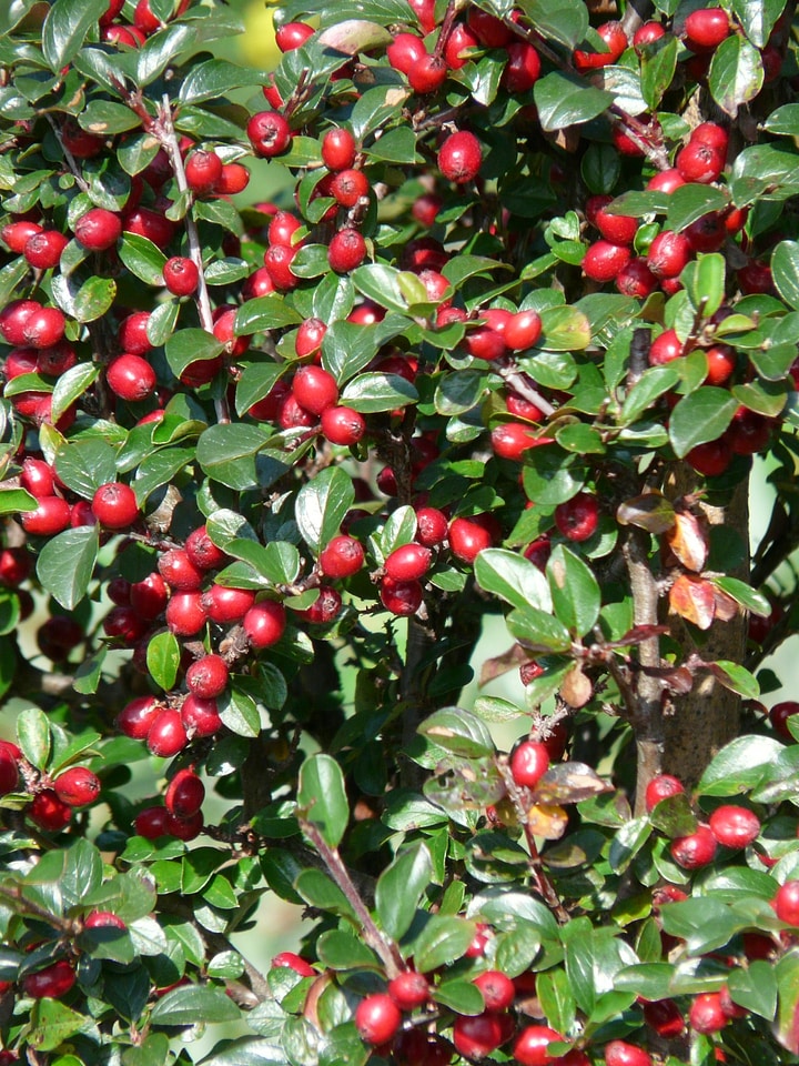 Red sparrig steinmispel cotoneaster divaricatus