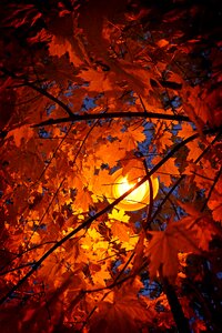 Wood light lamplight