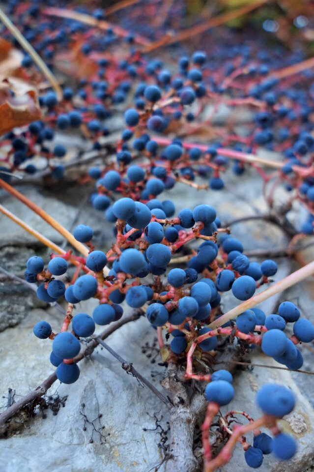 Wild grapes handrail plant autumn