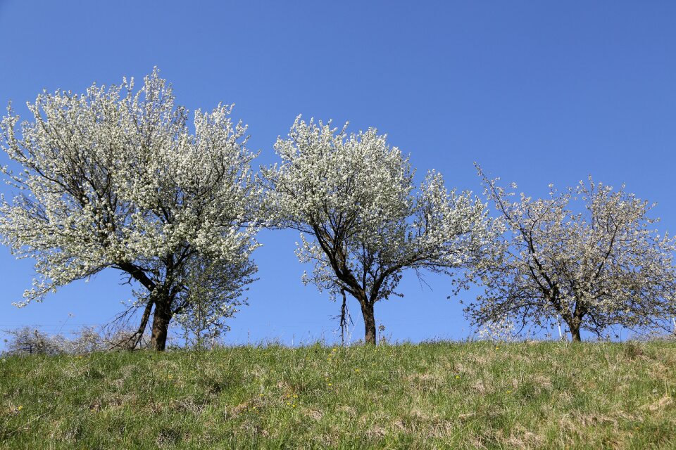 Cherry trees spring flower