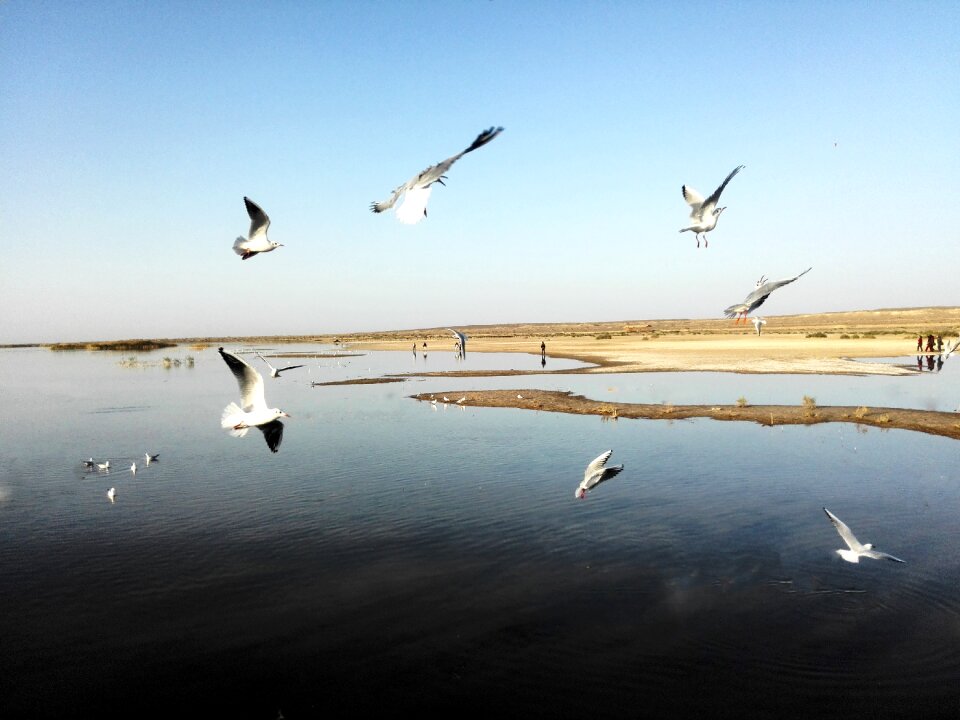 Water water birds desert