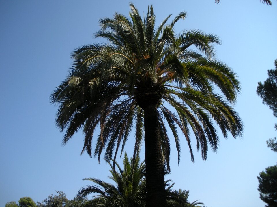 Palm south barcelona