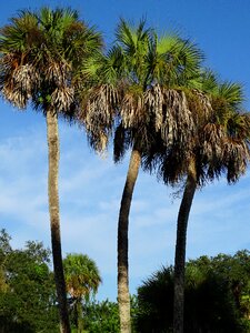 Tree nature landscape