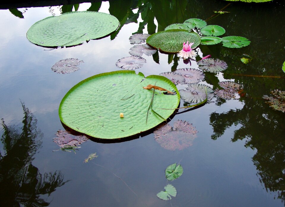 Water lily water reflections