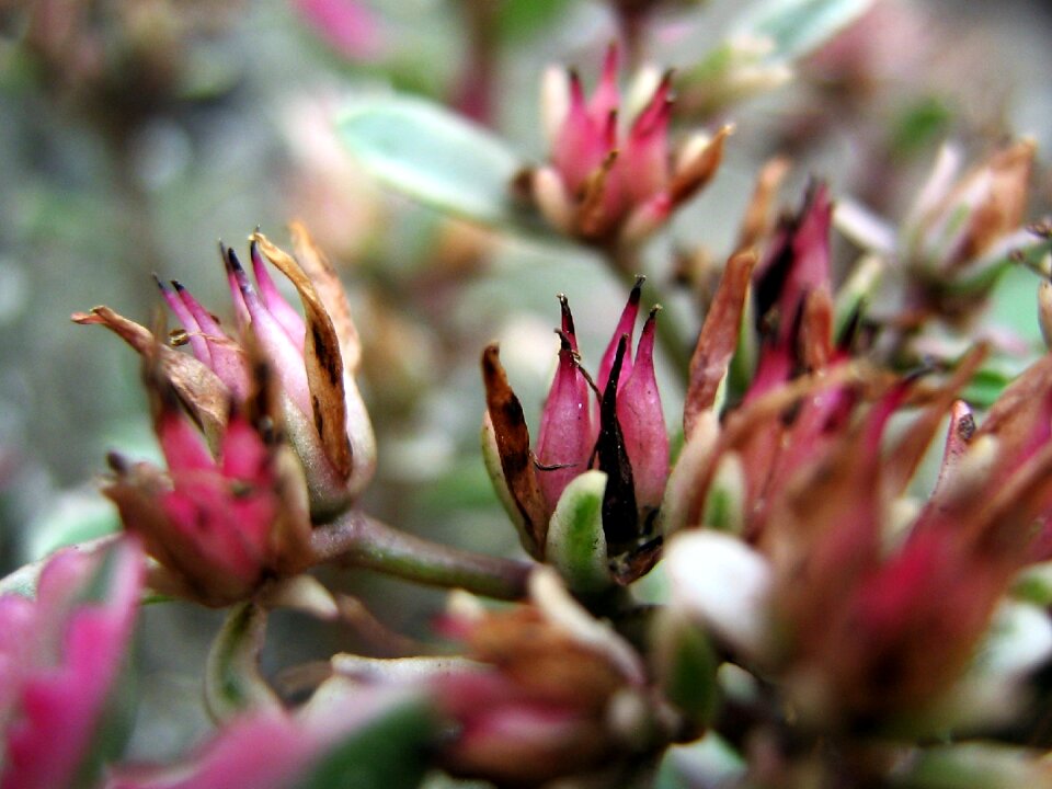 Closeup green meadow grass