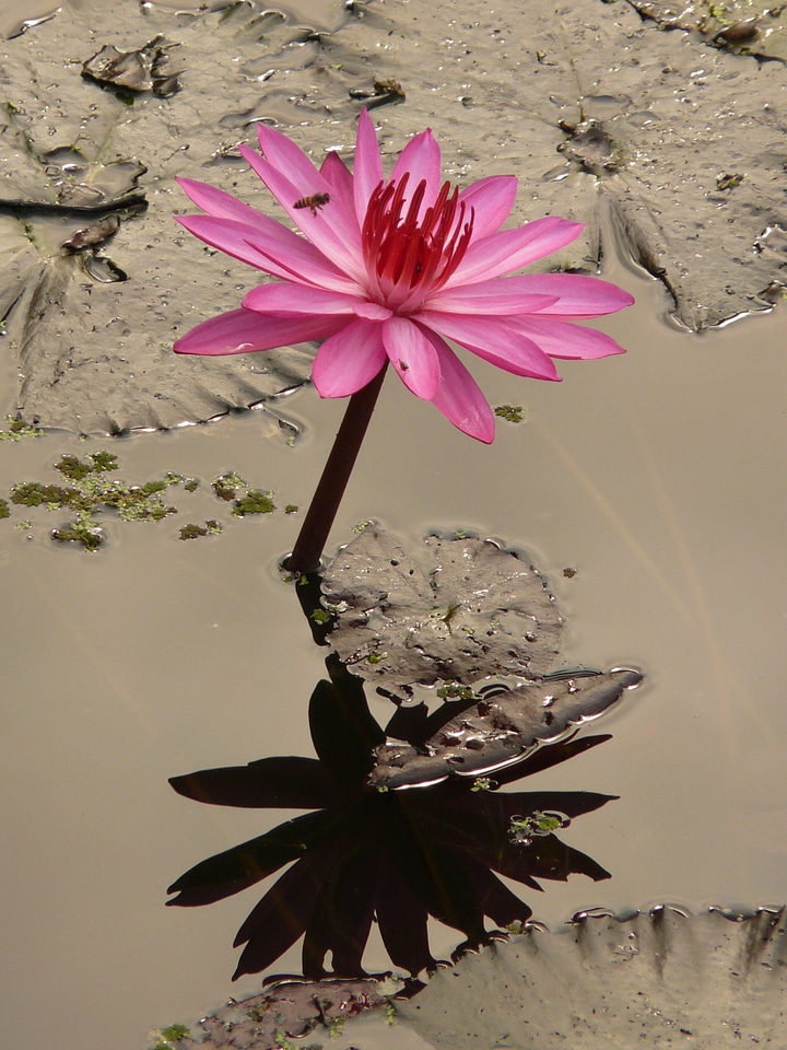 Pink mud pools