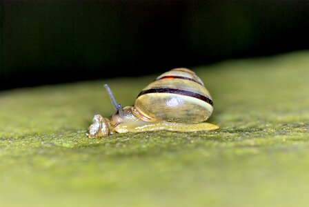 Crawl green seashell