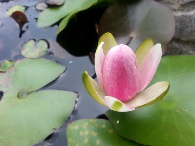 Water lilies water plant pond