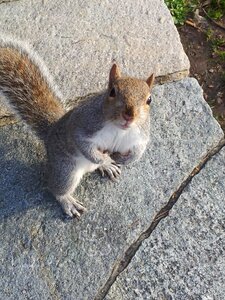 Torino animal rodent