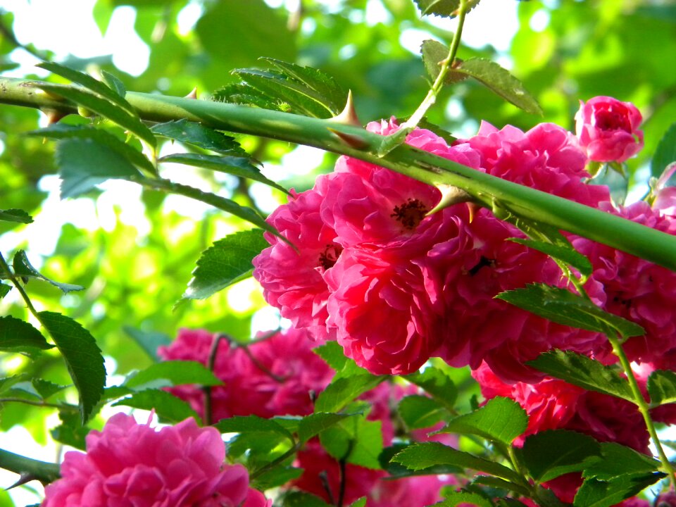 Flower nature pink