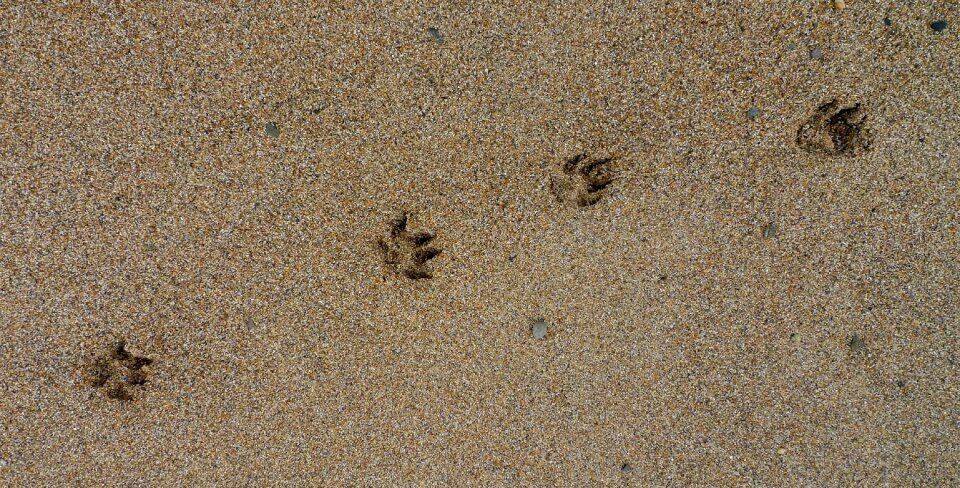 Sand dog footprint