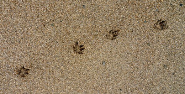 Sand dog footprint photo