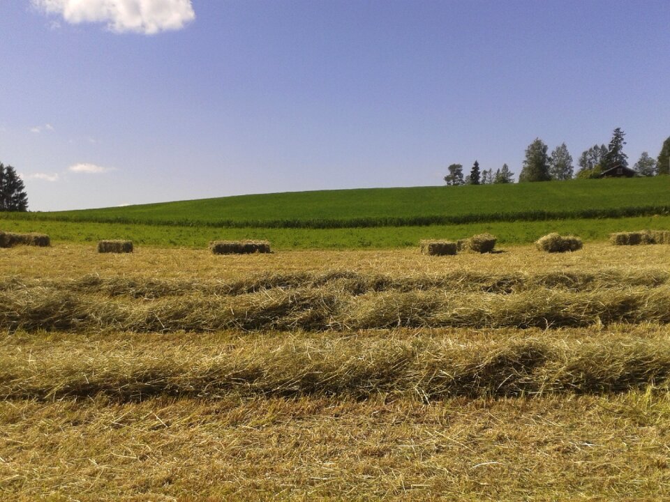 Hay field landscape
