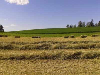 Hay field landscape photo