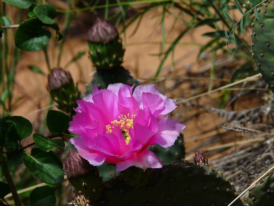Bloom flower plant